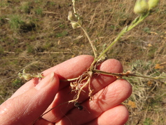 Polemonium micranthum