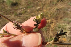 Polemonium micranthum