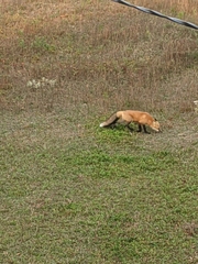 Vulpes vulpes deletrix