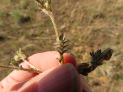 Polemonium micranthum