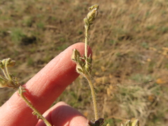 Polemonium micranthum