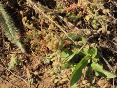 Polemonium micranthum