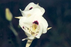 Calochortus eurycarpus