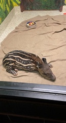 Tapirus