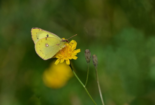 Pale Clouded Yellow
