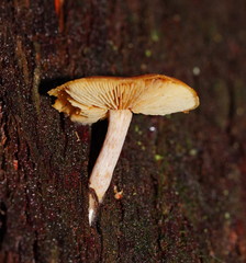 Gymnopilus eucalyptorum