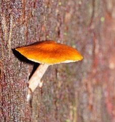 Gymnopilus eucalyptorum