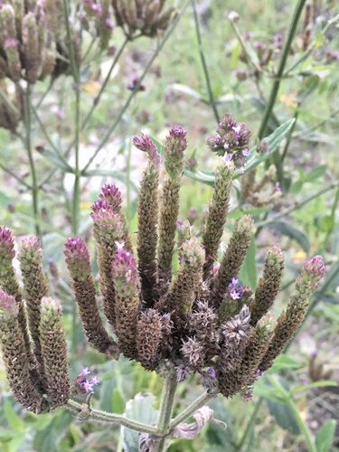 Verbena bonariensis