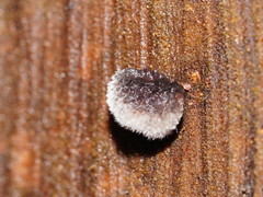 Postia pelliculosa
