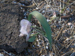 Calochortus coeruleus