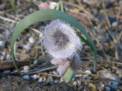 Calochortus coeruleus