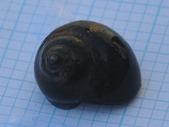 Littorina littorea