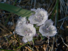 Calochortus coeruleus