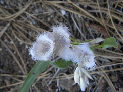 Calochortus coeruleus