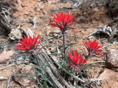 Castilleja scabrida