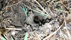 Gryllotalpa vineae