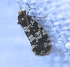Ardiosteres moretonella