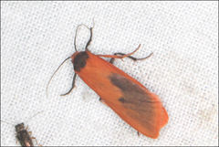 Scoliacma bicolora