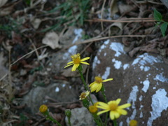 Thomisus daradioides