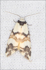 Thallarcha albicollis