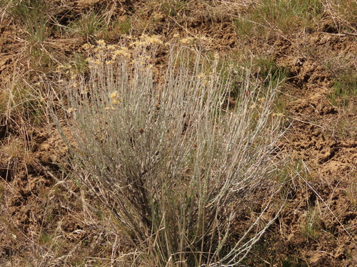 Rubber Rabbitbrush foliage