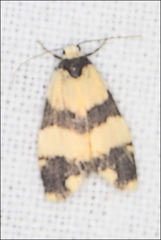 Thallarcha chrysochares