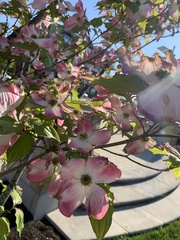 Cornus florida