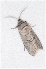 Culama suffusca