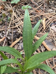 Marshallia legrandii