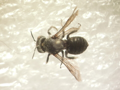 Hoplitis