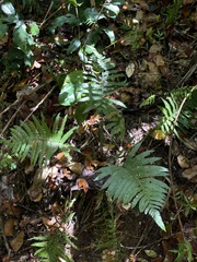 Steiropteris deltoidea