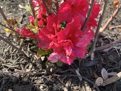 Rhododendron simsii