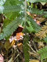 Steiropteris deltoidea