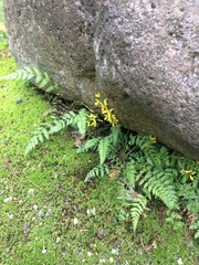 Corydalis cheilanthifolia