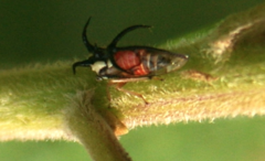 Cyphonia trifida
