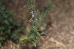 Dicliptera resupinata