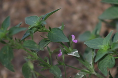 Dicliptera resupinata