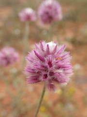 Ptilotus helipteroides