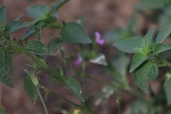 Dicliptera resupinata