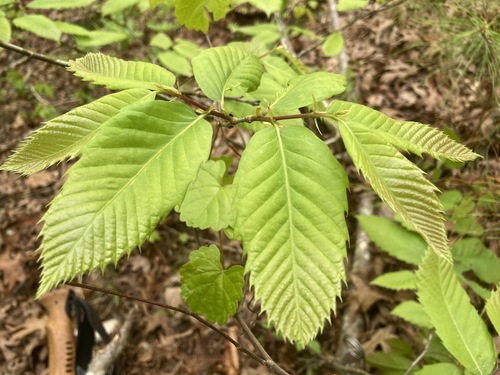 Image of Castanea ozarkensis by (c) Hill Craddock, some rights reserved (CC BY)