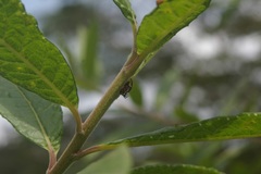 Cyphonia trifida