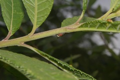 Cyphonia trifida