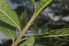 Cyphonia trifida