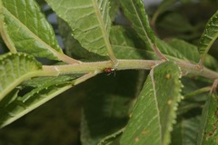Cyphonia trifida