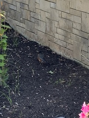 Turdus migratorius