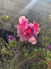 Rhododendron