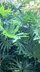 Thaumatophyllum bipinnatifidum