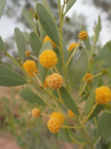 Image of Acacia bivenosa by (c) ronavery, some rights reserved (CC BY)