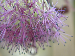 Allium platycaule