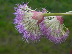 Allium platycaule